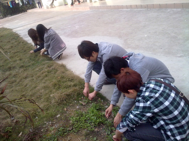 同学们团结协助，清除校园里的杂草